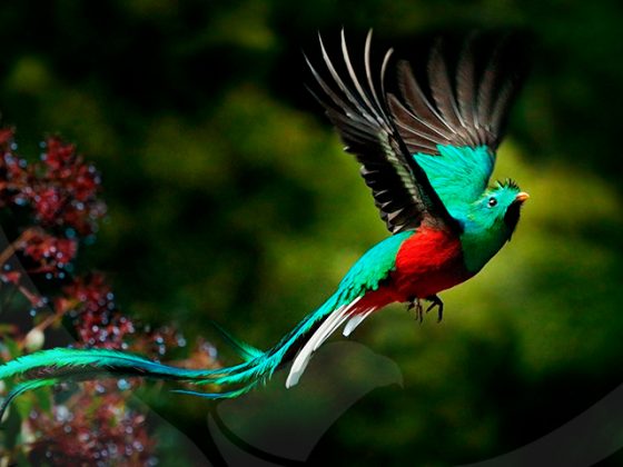 El mantra «PROWEOA» y el ave Quetzal - Samael Aun Weor