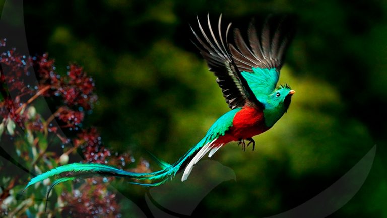 El mantra «PROWEOA» y el ave Quetzal - Samael Aun Weor