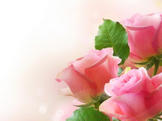 A rózsák mágiája a morális fájdalom gyógyítására - Universal