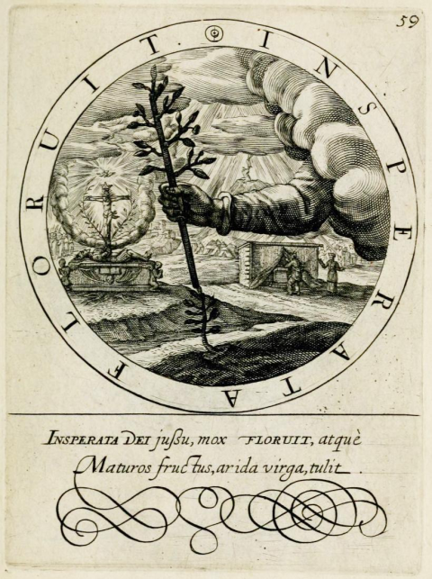 Emblèmes choisis, Emblème 59, Insperata Floruit, Gabriel Rollenhagen